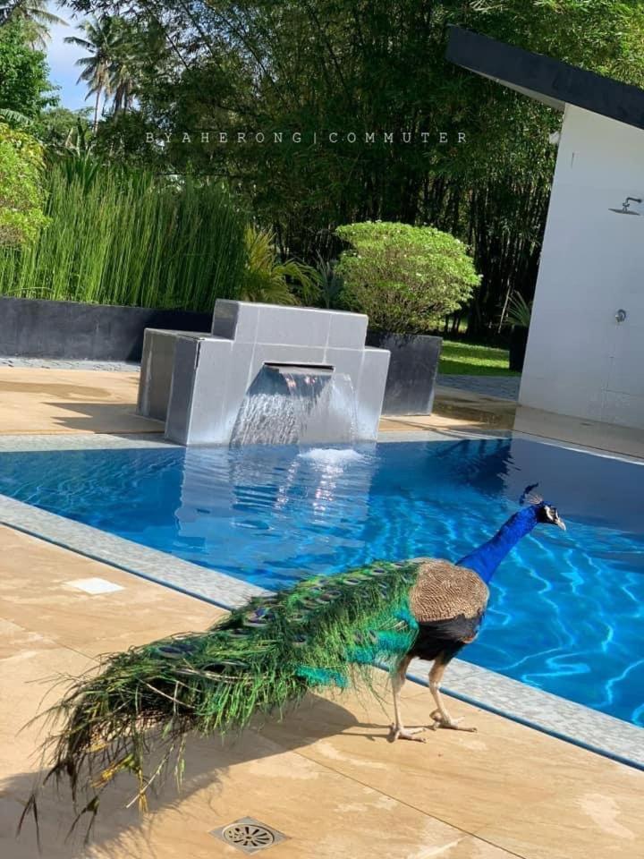 Dreamink Farm Og Myl'S Place Sorsogon Экстерьер фото